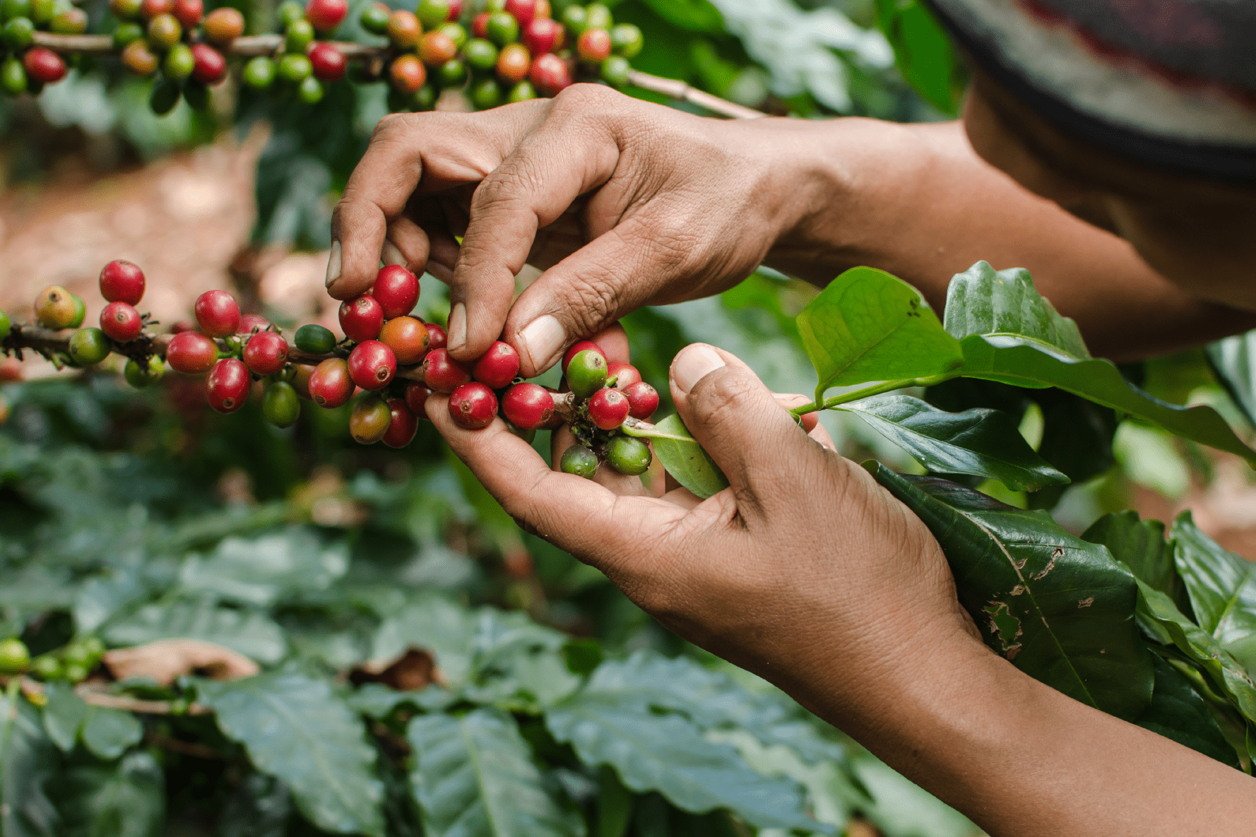 Noble selects Eka to manage its global coffee and cocoa business