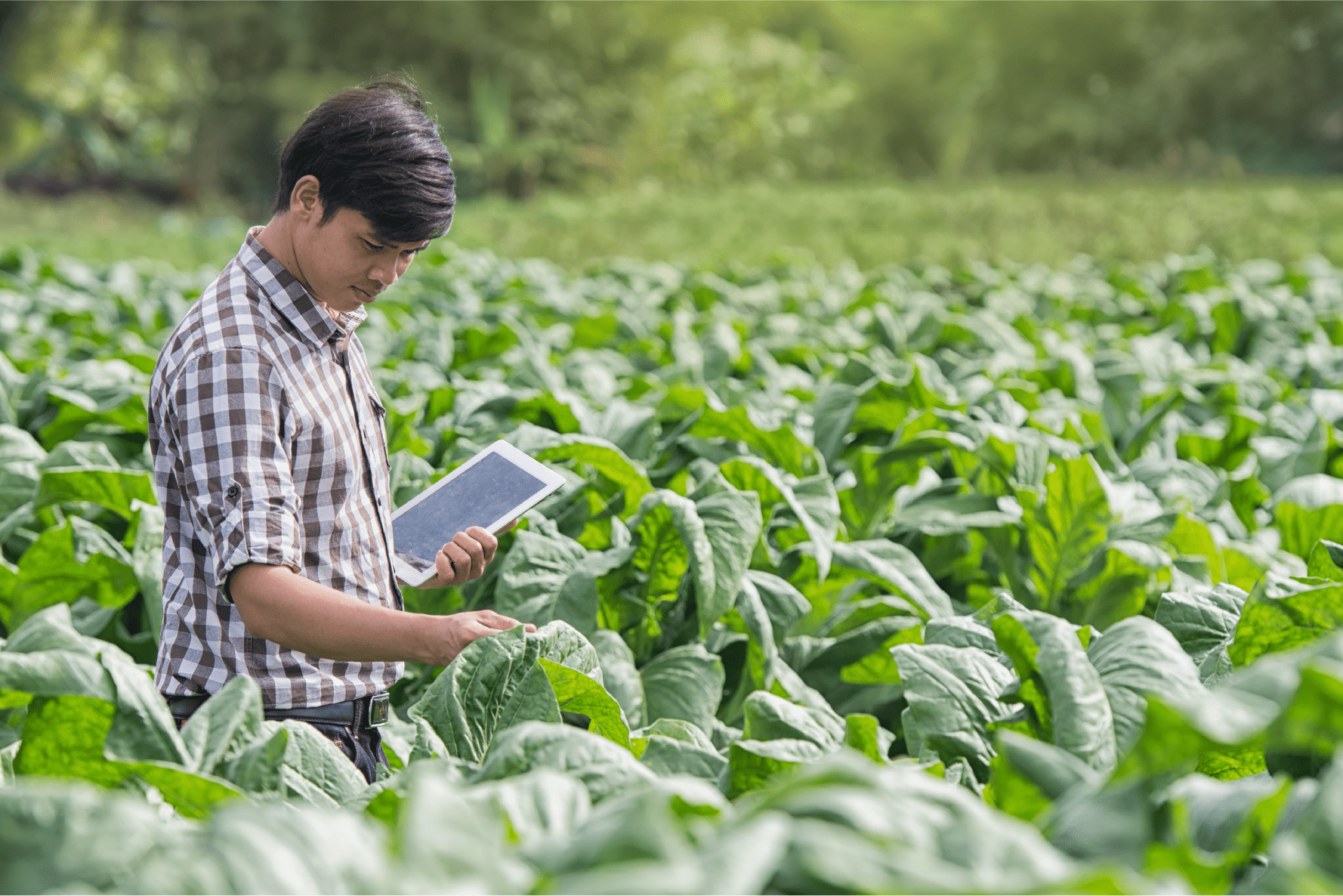 CREMER Goes Live on Eka’s Cloud-based CTRM Software Solution for Agriculture
