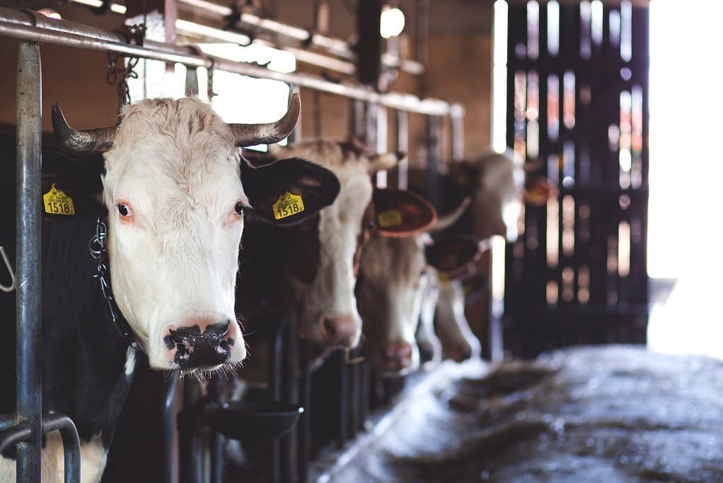 Modern Tech Helps Combat North American Dairy Challenges