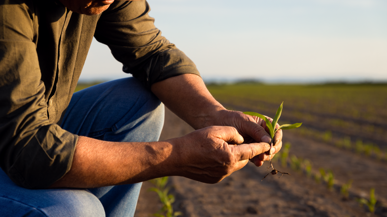 Invisible strings controlling the agribusiness supply chain