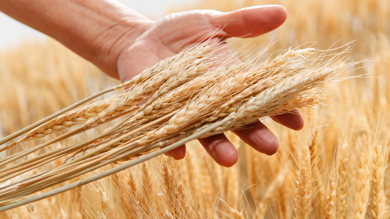 Addressing top challenges in grain trading companies