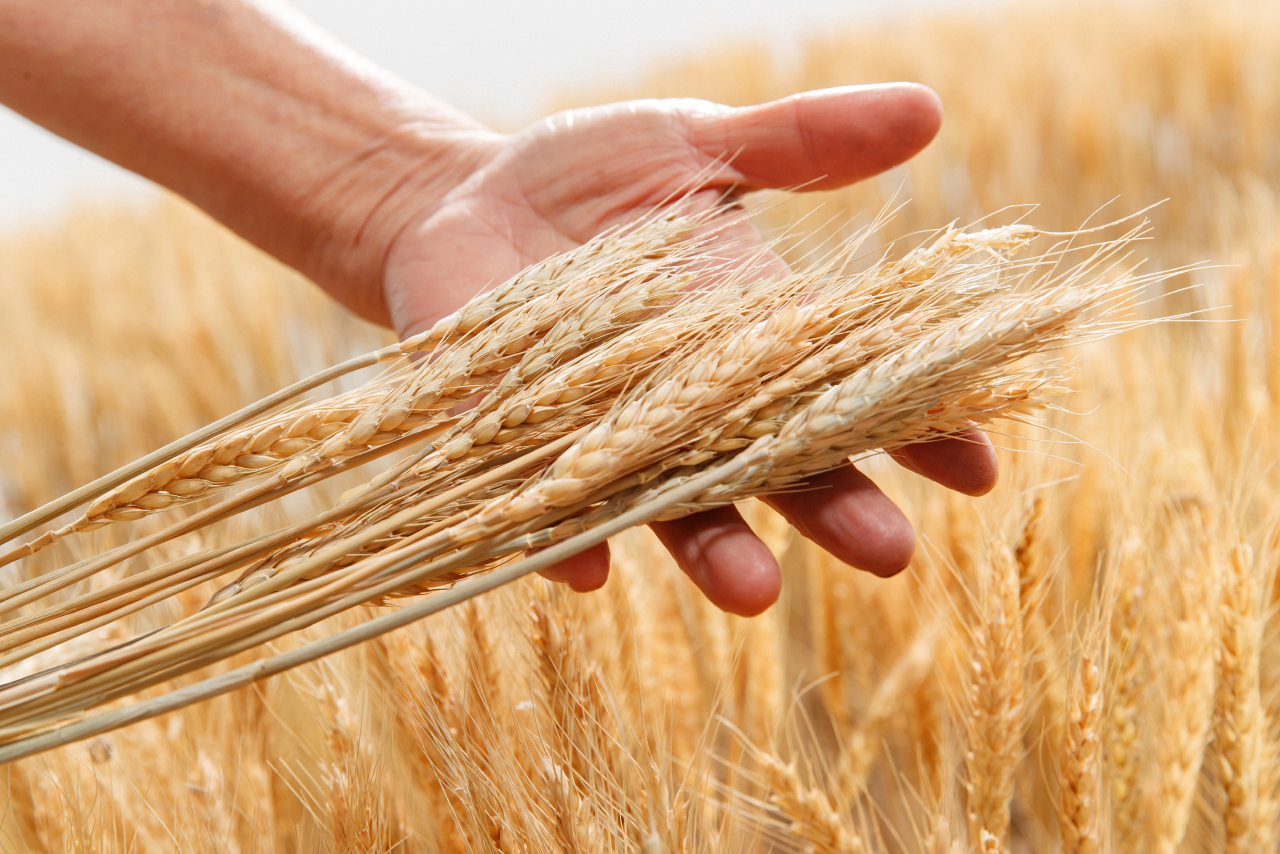 Addressing top challenges in grain trading companies